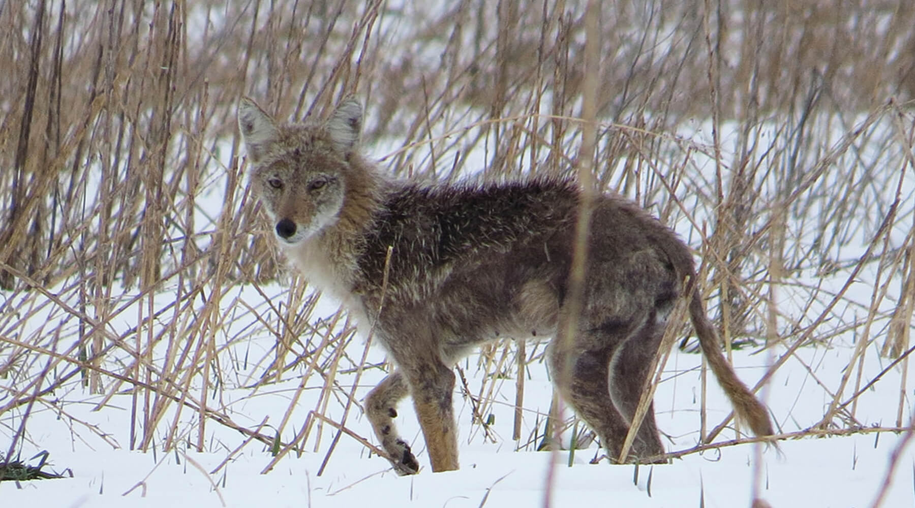 Coyote Hunting Tips And Techniques