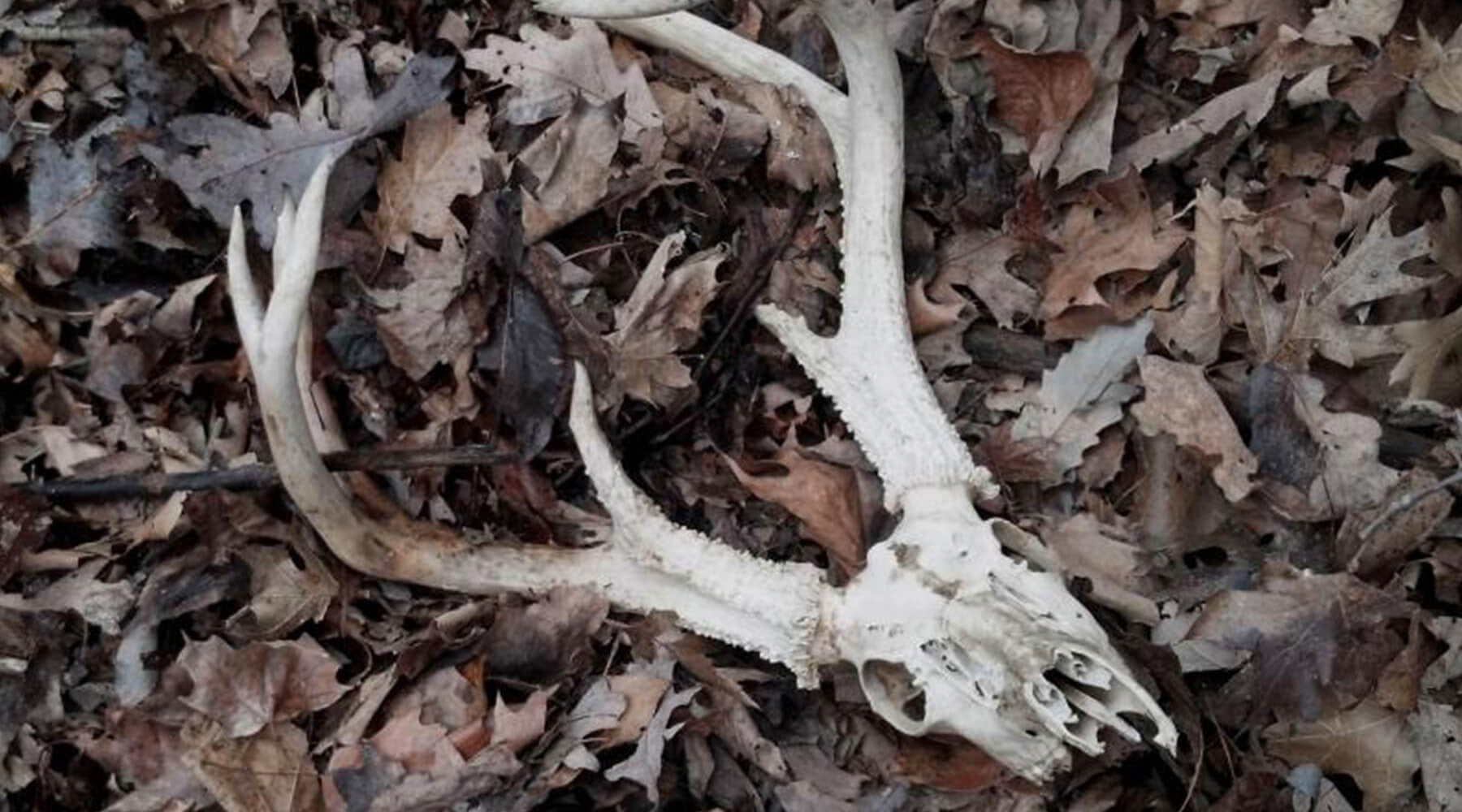 Shed Antler Hunting: The Aftermath of EHD