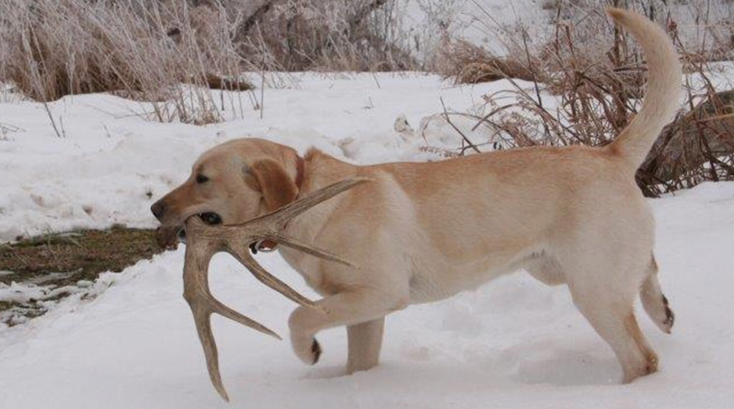 Train Your Dog to Be a Shed Antler Hunter