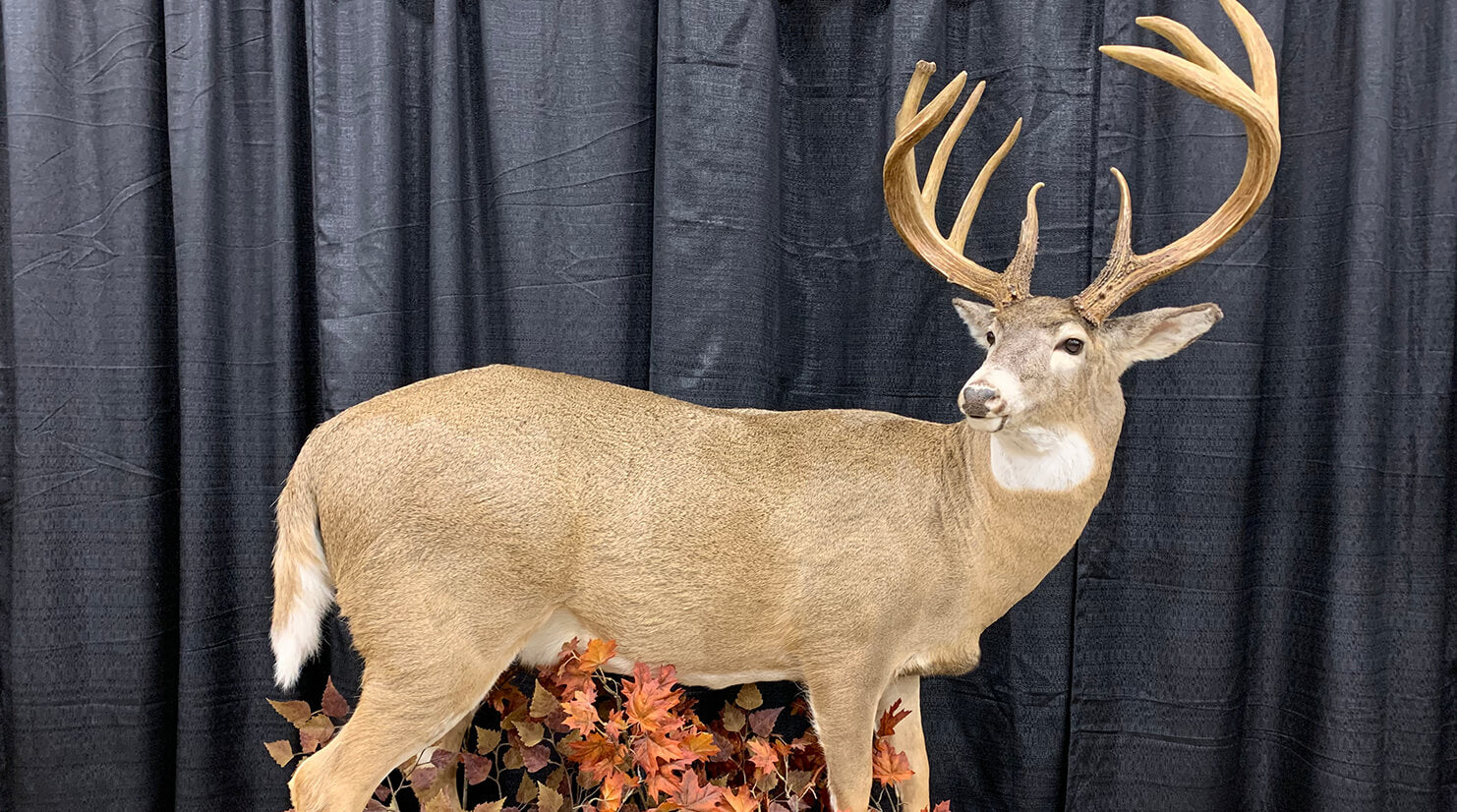 The Largest Typical Buck Ever Taken in the U.S.