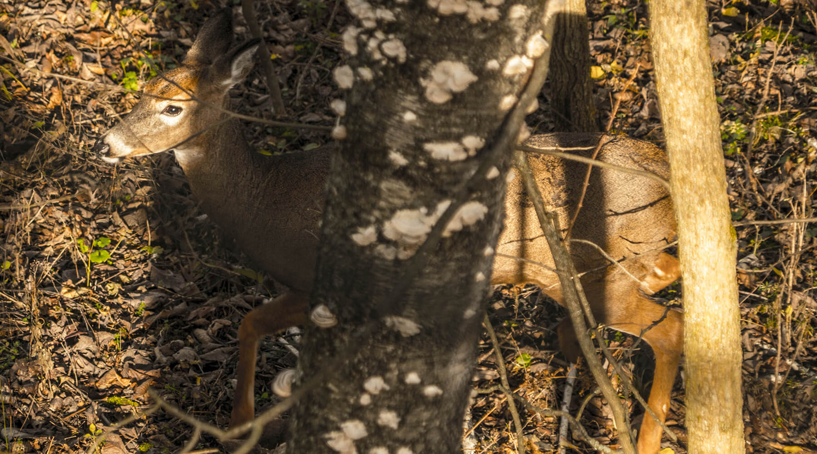 hunting deer travel corridors