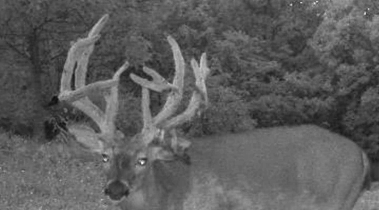 The Double Main Beam Buck - Redneck Blinds