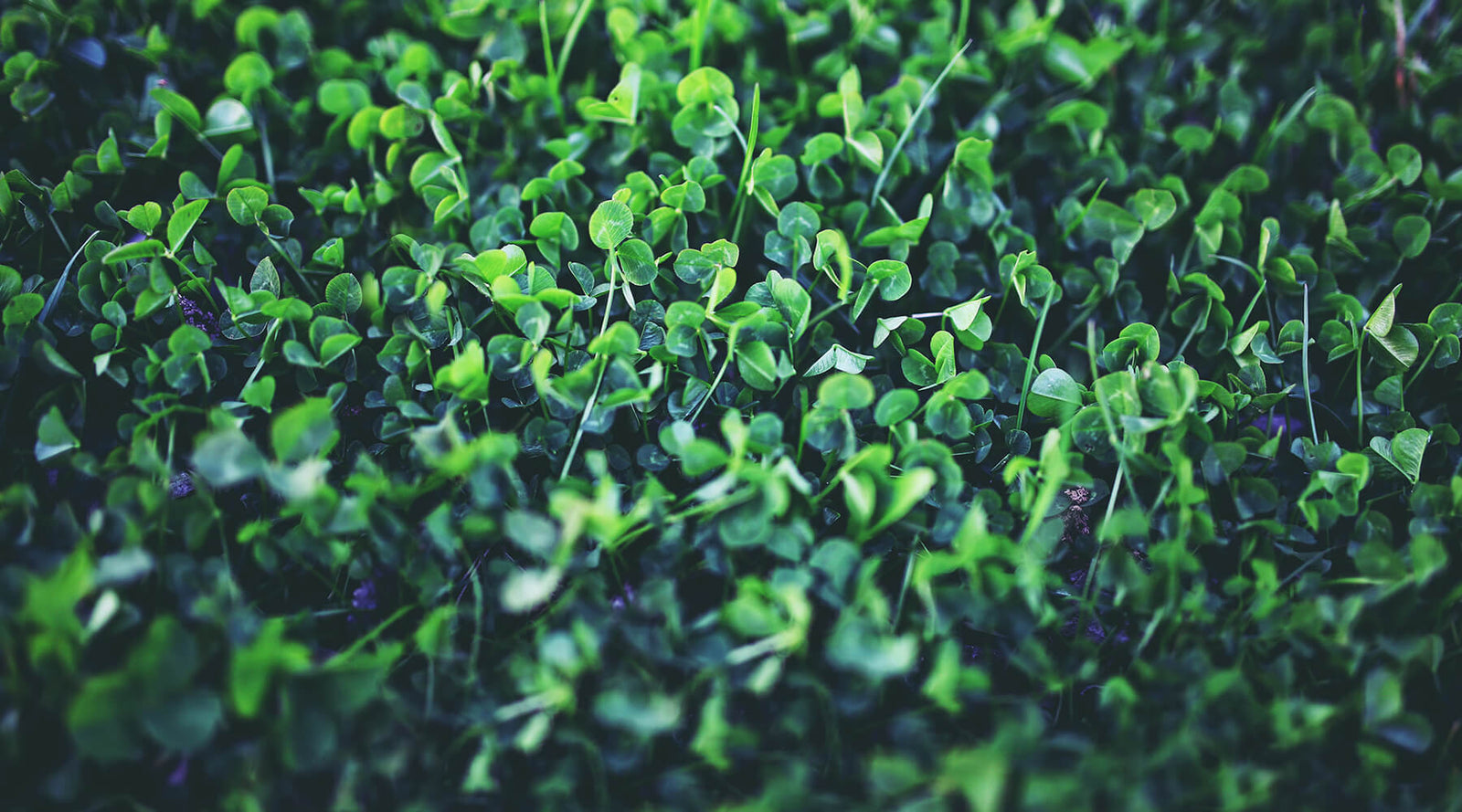 How To Grow The Best Clover Food Plot