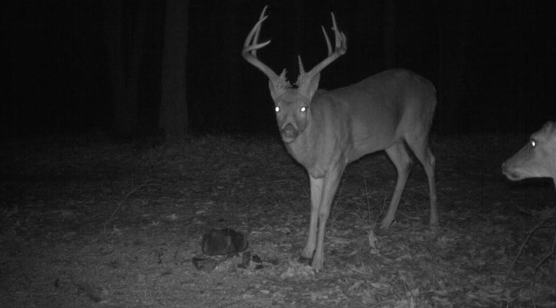 Scouting Whitetails In February for November Success