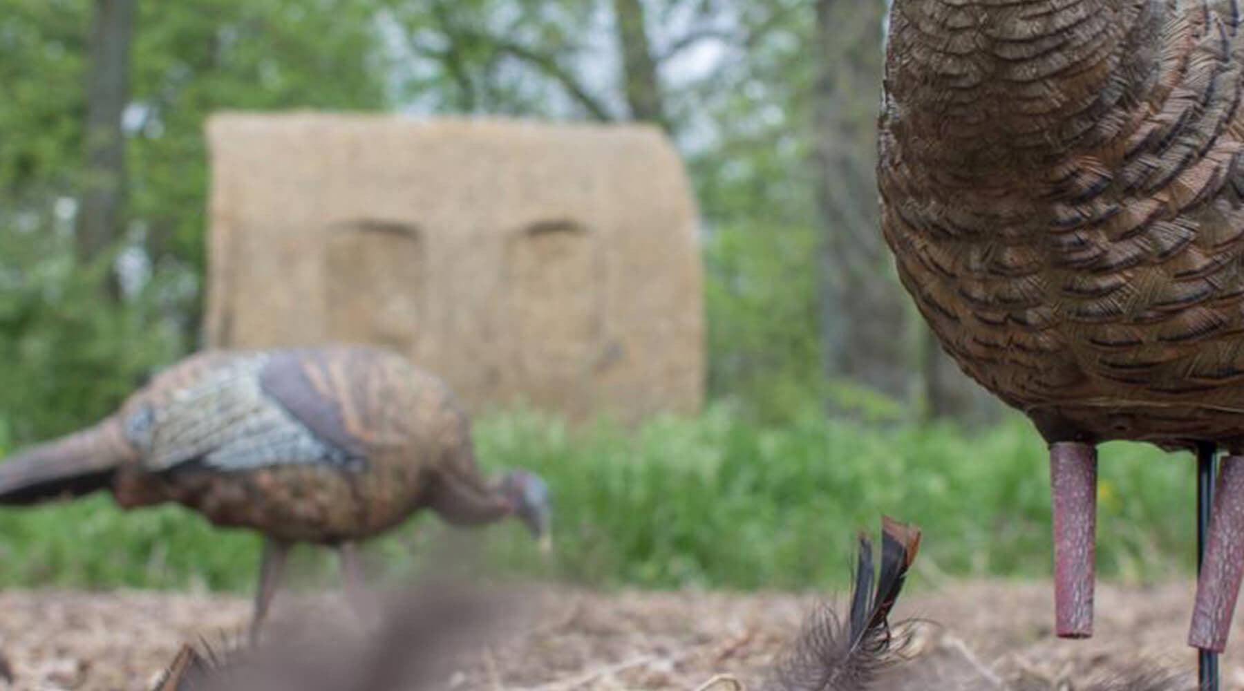 Turkey hunting out of a hay bale blind
