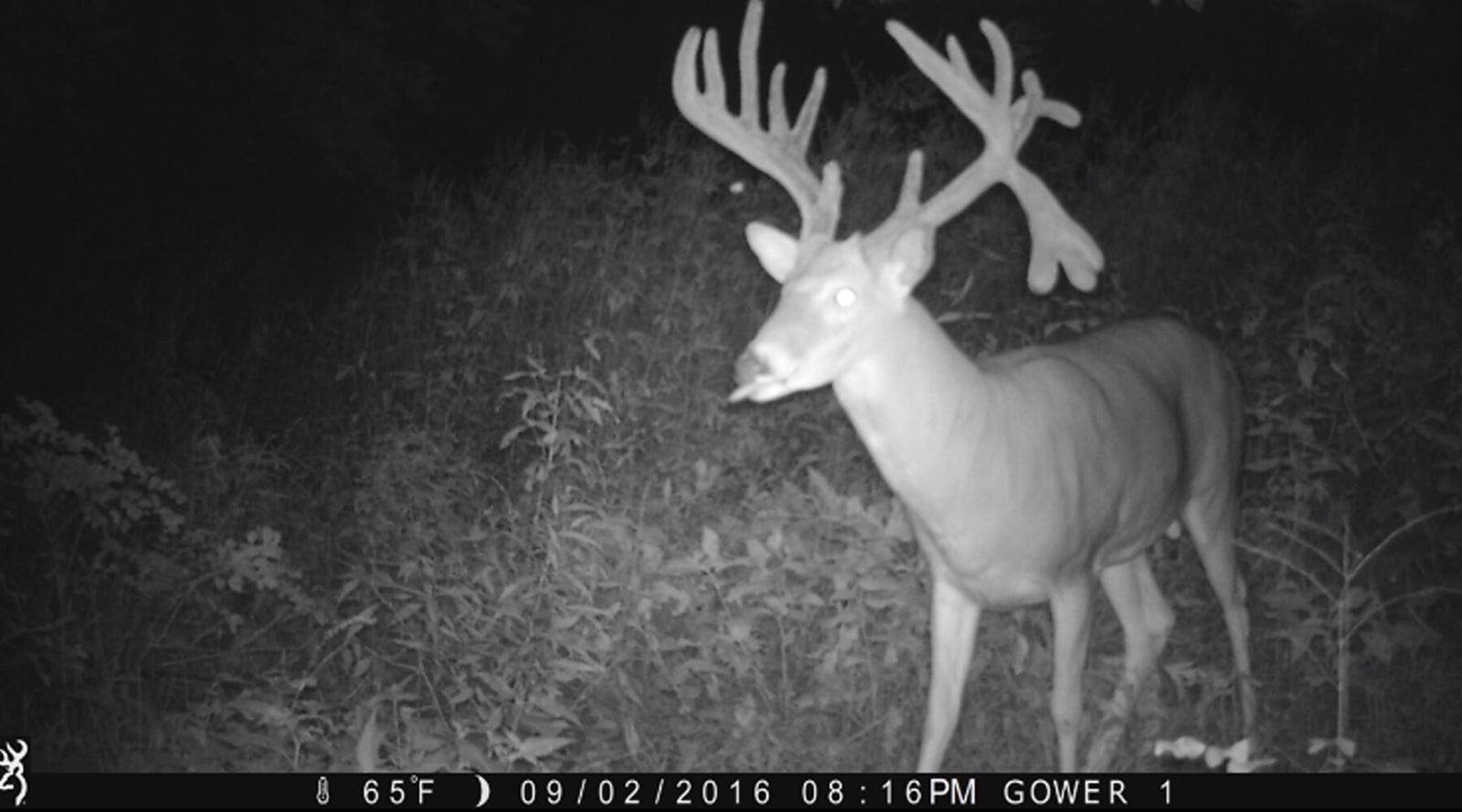 The Missouri Monster