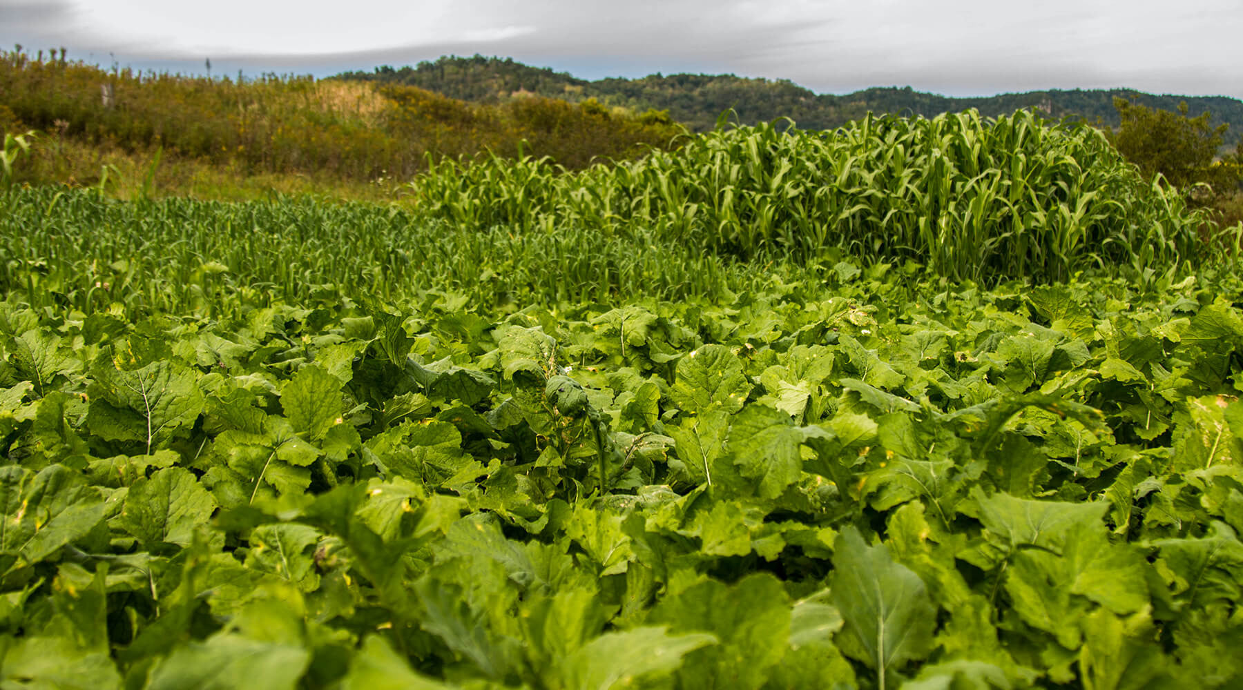 3 Reasons for Planting Late Summer Food Plots