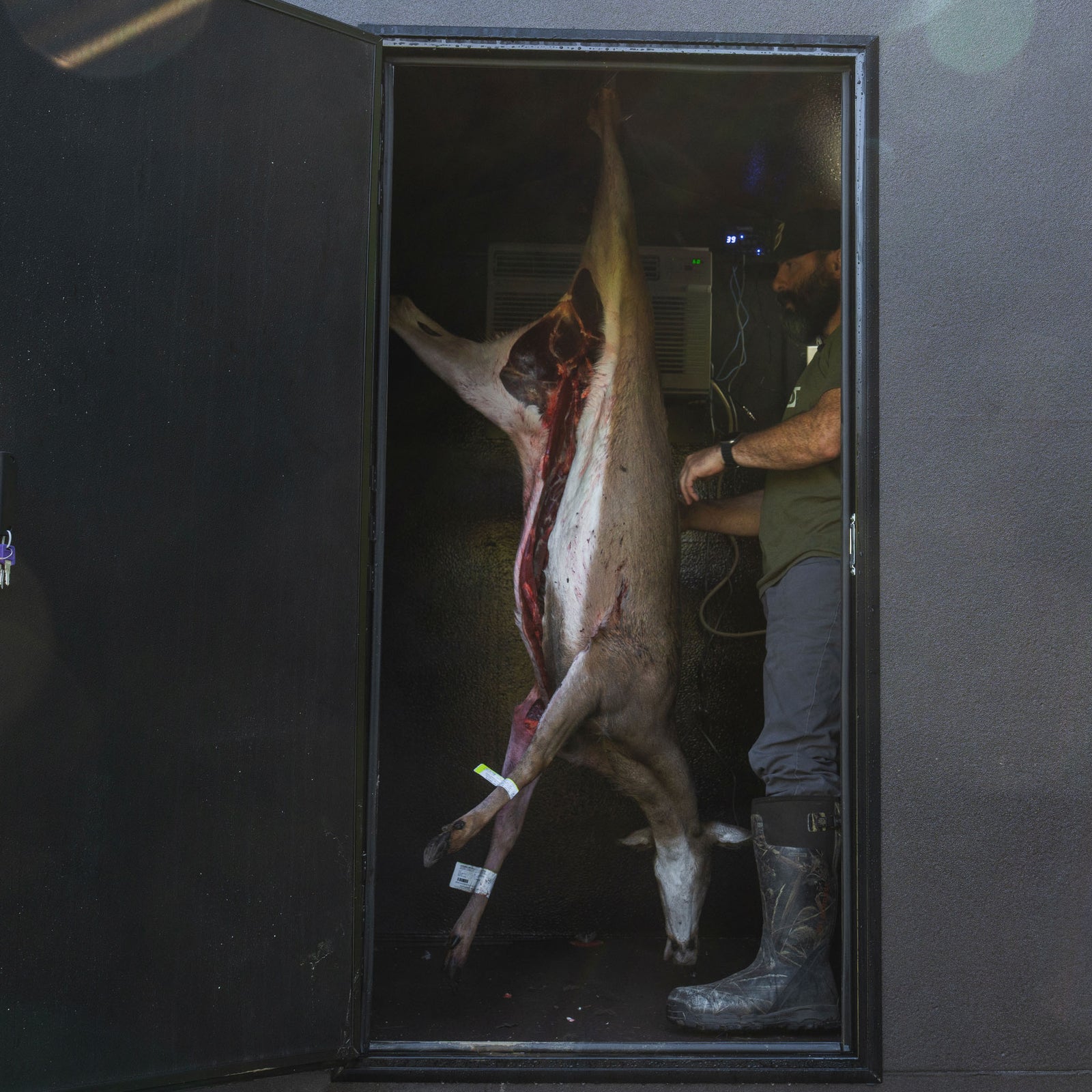 Whitetail deer hanging in Redneck Blind's deer cooler